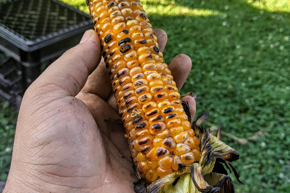 Maíz en Mazorca a la Parrilla Perfecto